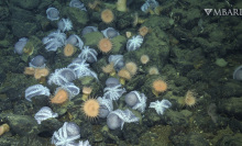 an octopus garden in the deep sea.
