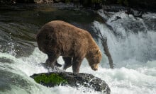 The dominant bear 856 photographed in Katmai National Park and Preserve's Brooks River in 2022.