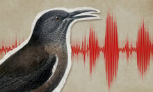 A biologist recorded a Kauaʻi ʻōʻō song in 1986, a song from either the last or one of the last individuals of the species.
