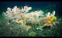 A multi-colored coral reef sways in the dark ocean.