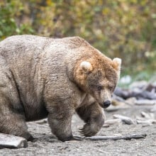 The famous Katmai National Park and Preserve bear "Holly" (bear 435).