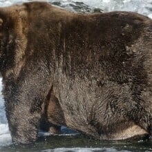 The Fat Bear Week Champion bear 747 fishing in Katmai National Park and Preserve's Brooks River.