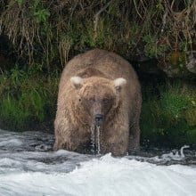 The 2023 Fat Bear Week winner, Grazer, seen in Katmai National Park and Preserve's Brooks River in September.