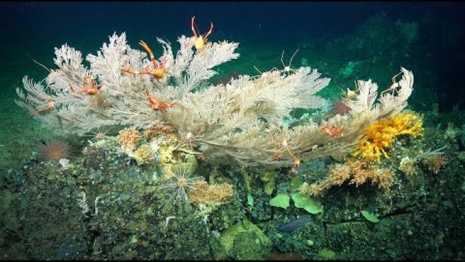 A multi-colored coral reef sways in the dark ocean.