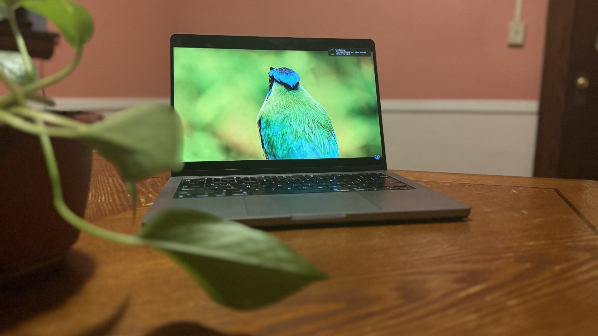 M3 14-inch MacBook Pro sitting on a table with a plant