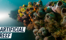 An underwater photograph shows marine organisms attached to the artificial reef. Caption reads: "Artificial reef"