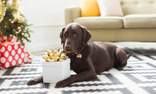 Chocolate Labrador lying on carpet next to Christmas tree