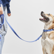 A dog looking up at its owner while on a blue leash from Wild One
